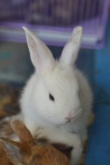 Fototapeta premium Adorable Young Rabbit Resting Inside Cozy Cage