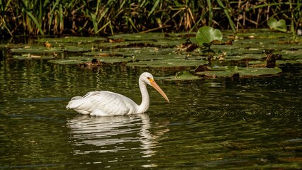 Obraz premium A white stork swimming in a pond with lily pads and aquatic plants. Nature and wildlife scene. Bird and water habitat. The scene of a bird in natural water environment.