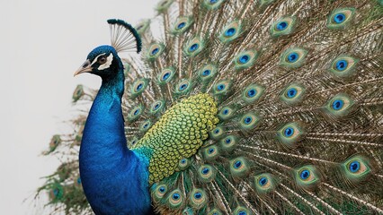Obraz premium Peacock with vibrant blue and green feathers displaying its tail feathers. Nature and wildlife, exotic bird, beauty and elegance. The majestic peacock and its colorful display.
