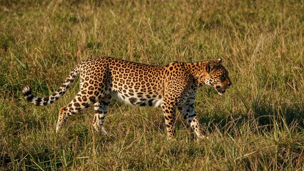 Obraz premium Leopard walking through tall grass in its natural habitat.