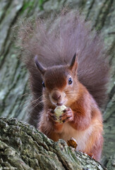 A Red Squirrel with a Fluffy Bushy Tail Eating While Gazing Directly at the Camera