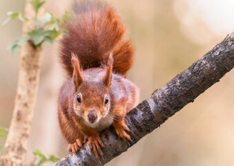 A Scarlet Squirrel Sitting on a Tree Trunk, Cutely Staring Straight at the Camera