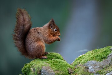 A Sweet Red Squirrel Savoring Almonds in Its Natural Forest Habitat