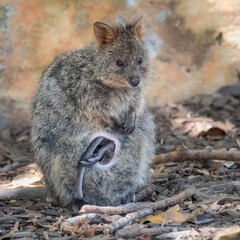 Fototapeta premium Quokka rests in the shade with its joey in a pouch, Rottnest Island. Cute marsupial from Western Australia. 