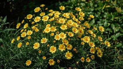 Obraz premium Bright yellow flowers blooming abundantly in a garden scene.