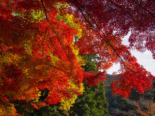 黄色や赤に染まったカエデやモミジの紅葉の秋のイメージ