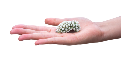 hand holding coral mollusk isolated on white background