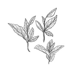Branch of tea plant vector illustration. Scratch board style imitation. Hand drawn image.