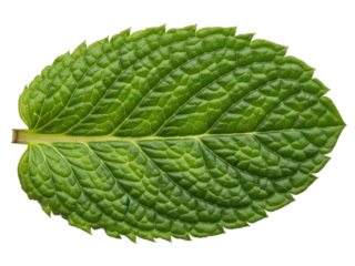 Mint leaf detailed veins fresh green isolated white background