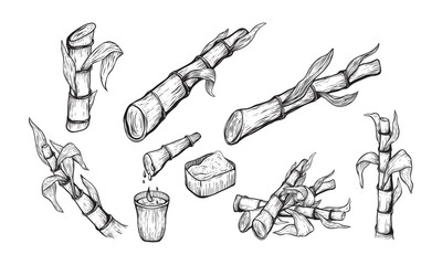 Sugar cane plant and leaves sketch vector illustration. Natural organic sweetener. Hand drawn isolated design elements.
