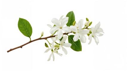 Obraz premium Branch with white flowers and green leaves shot on a white background.