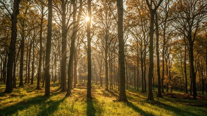 Naklejka premium Autumn forest scene with sunlight filtering through trees, casting long shadows on the grassy ground. Nature, trees, and sunlight.