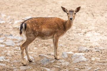 A young deer at zoo.
