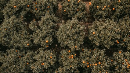 Orchard with orange trees bearing fruit, viewed from above. Agricultural landscape, produce cultivation, orange harvest. Nature and farming concept.