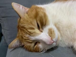 Close-up of Sleeping Orange Tabby Cat Face
