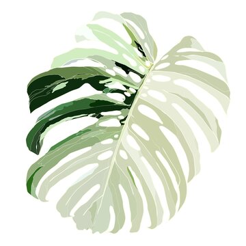 Hand drawn illustration of Monstera Albo leaf. Ideal for nature-themed designs, seamless floral patterns, stationery, wall art, wedding decor, and various DIY craft projects.