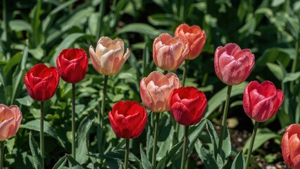Obraz premium Colorful tulips in a garden with green leaves and soil.