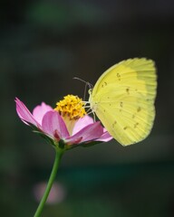 Yellow butterfly on pink flower