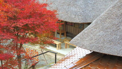 重源の郷（山口県）の紅葉6