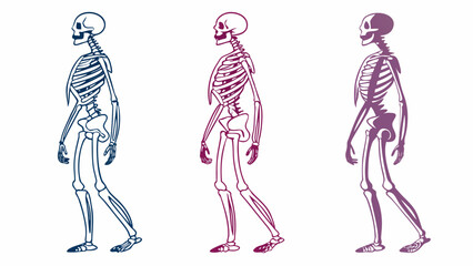 Illustration of a human skeleton walking in a profile view