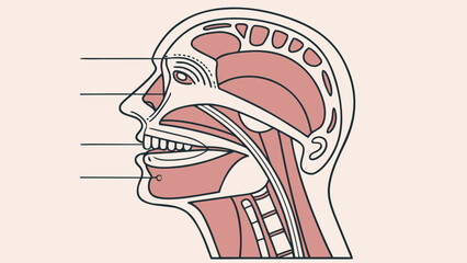 Diagram of human head anatomy showing internal structures
