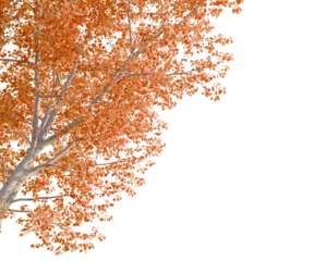 Populus tremula tree corner view, cutout, transparent background, 8k isolate, Vibrant autumn tree foliage with orange leaves, perfect for seasonal designs