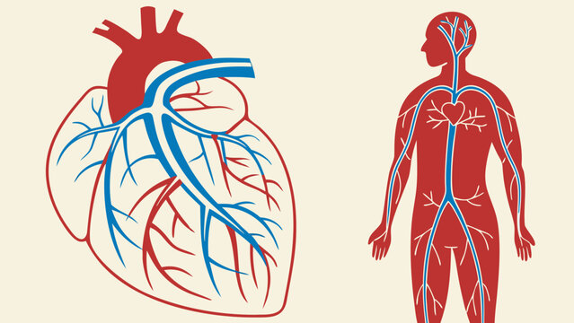 Illustration of the human heart and circulatory system diagram