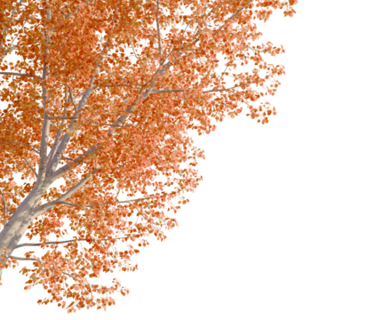 Populus tremula tree corner view, cutout, transparent background, 8k isolate, Vibrant autumn tree foliage with orange leaves, perfect for seasonal designs