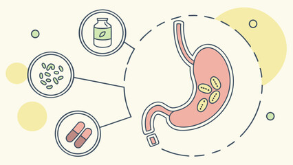 Anatomical illustration of a stomach with supplements in context