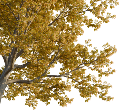 Quercus rubra tree corner view, cutout, transparent background, 8k isolate, Stunning tree with golden foliage, perfect for adding autumnal charm - Powered by Adobe