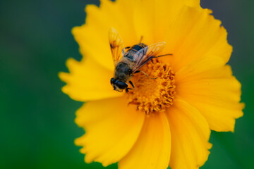 The blooming chrysanthemums attract aphids, flies, and bees to collect nectar