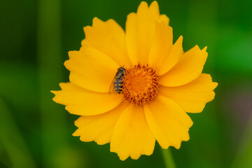 The blooming chrysanthemums attract aphids, flies, and bees to collect nectar
