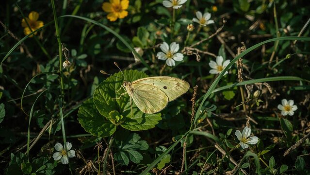 Yellow butterfly perched on green leaves amidst small white flowers and grass.
