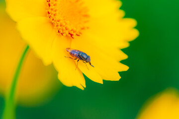 The blooming chrysanthemums attract aphids, flies, and bees to collect nectar