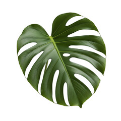 green leaf vector illustration