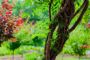 The botanical garden has green vegetation with various leaves, flowers, and wild fruits. Beautiful texture background