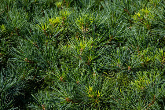 Closeup of Eastern White Pine, Pinus Strobus 'Minuta', bush with dark green pine needles and fresh spring green new growth, as a pattern and textured nature background
