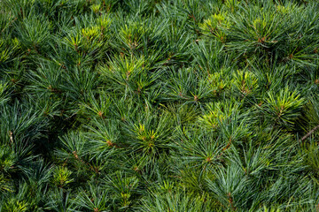 Closeup of Eastern White Pine, Pinus Strobus 'Minuta', bush with dark green pine needles and fresh spring green new growth, as a pattern and textured nature background