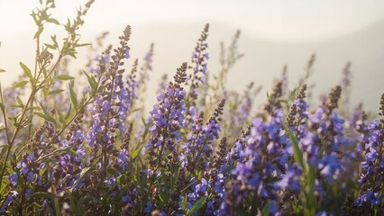 Obraz premium Lavender flowers in bloom with sunlight, natural outdoor scenery. Aromatic and colorful plants. Nature and floral theme. The concept of herbal and garden beauty