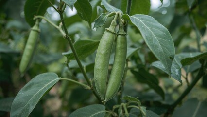 Fototapeta premium Green chili peppers growing on a plant with large leaves.