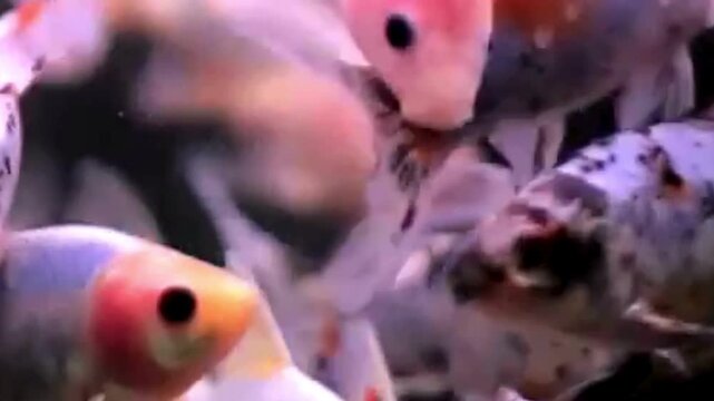 Colorful Koi Carp Feeding Closeup in Pond