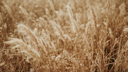 Fototapeta premium A field of tall grasses and reeds in a sepia tone.
