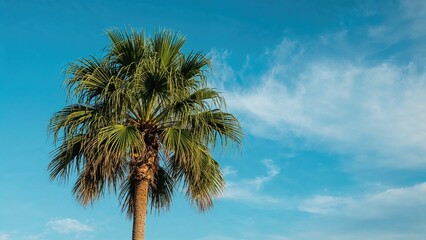 Obraz premium A palm tree against a blue sky with some clouds.