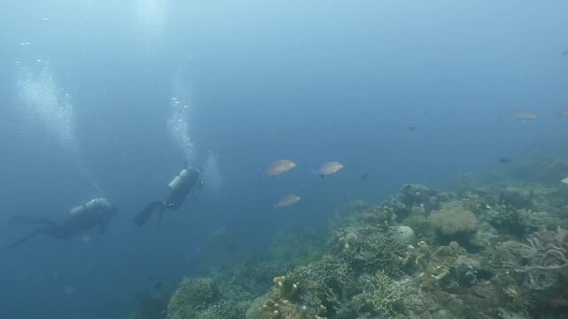 Underwater scubadiving scenery of a pack of Jackfishes  in cinematic slow-motion, high resolution