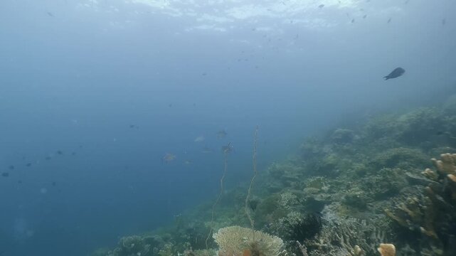 Underwater scubadiving scenery of a pack of Jackfishes  in cinematic slow-motion, high resolution