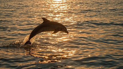 Fototapeta premium Dolphin jumping out of water during sunset at sea. Marine life, nature scene, wildlife photo. Aquatic animals, ocean, freedom and adventure concept.