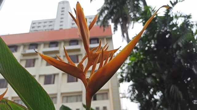 A vibrant Heliconia psittacorum bloom stands tall with slim bracts and tropical elegance, showcasing its striking form and vivid character.