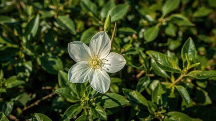 Obraz premium A white flower with green leaves surrounding it, captured in a natural setting.