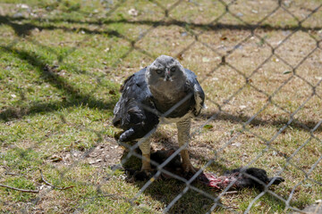 Águila arpía de frente
