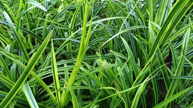 A striking Pandanus veitchii leaf pattern showcasing bold green stripes with creamy white edges. Its unique texture and tropical style create a visually captivating natural design.